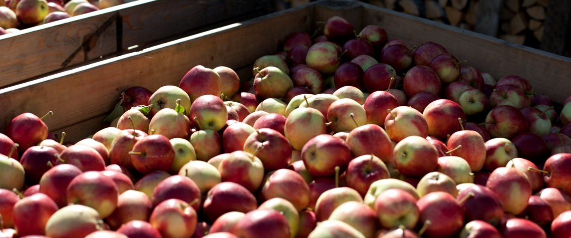 Rekordhøyt salg av norske epler